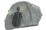 Short Trident Walliserops Trilobite - Timrzit, Morocco #354420-2